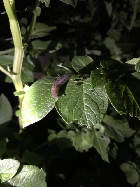 Junge Tigerschnecke auf Kartoffelpflanze 