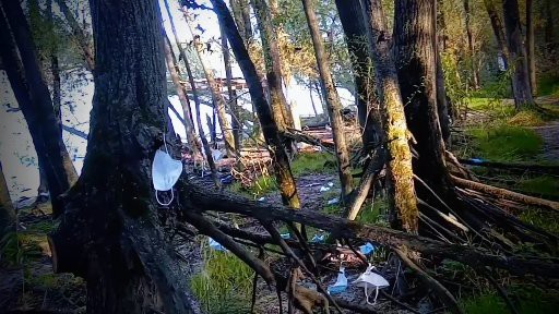 Unterspülte Bäume im Auwald - auf den Wurzeln hängen Atemschutzmasken.