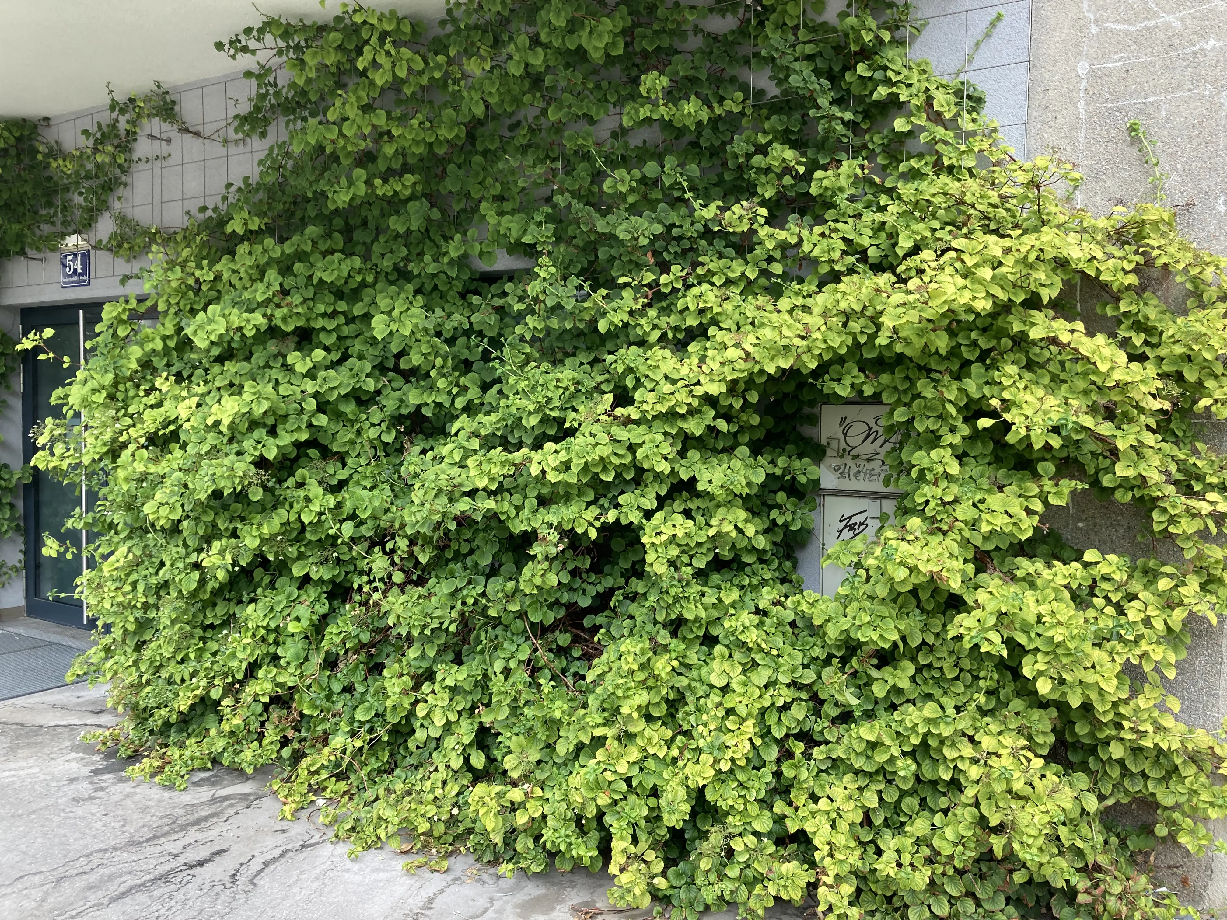 Farbfoto: Kletterpflanze an Fassade