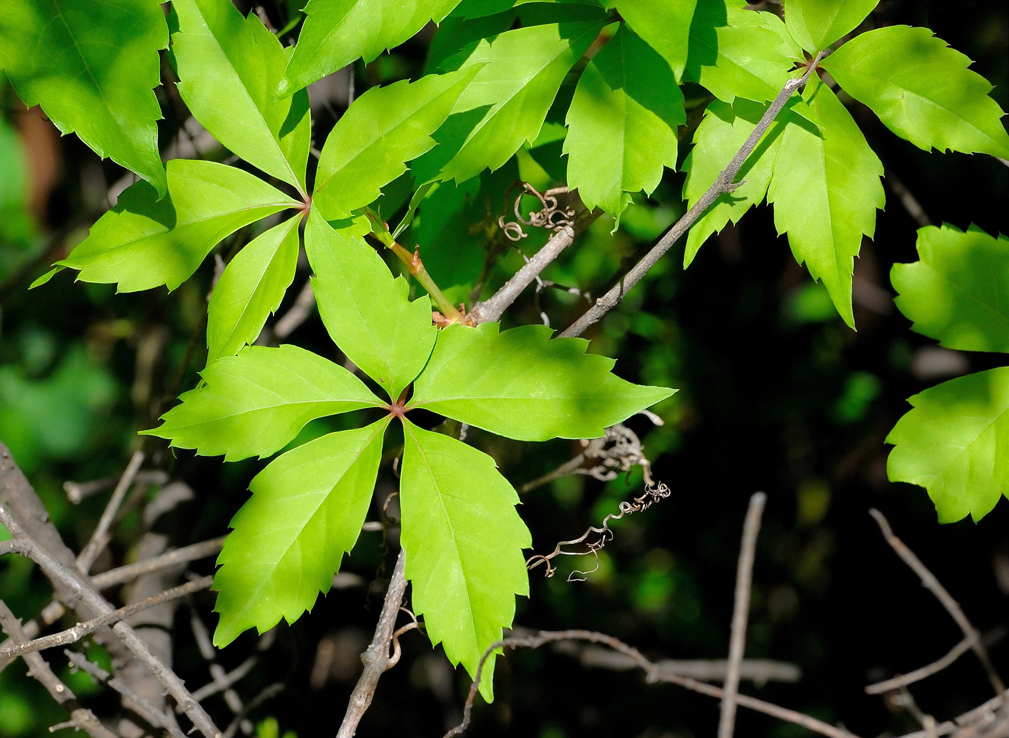 Farbfoto: Detail der Blätter