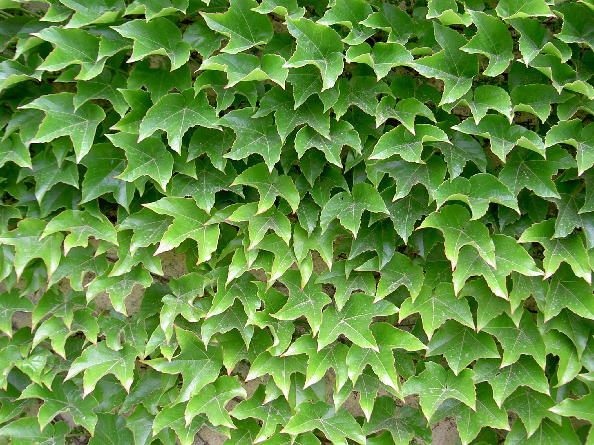 Farbfoto: Wilder Wein im Herbst (Rotfärbung) an Fassade.