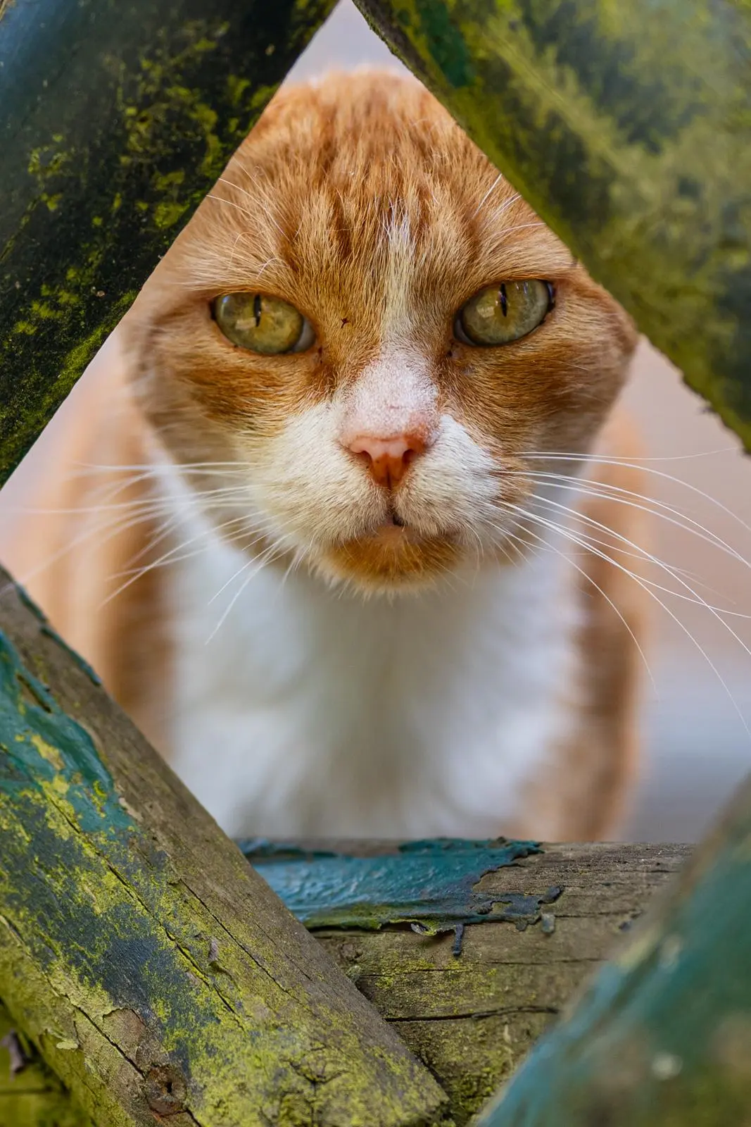 Farbfoto: Eine rotbraune Katze schaut durch einen Jägerzaun direkt in die Kamera. Sie hat hellgrüne Augen und weißes Brustfell.