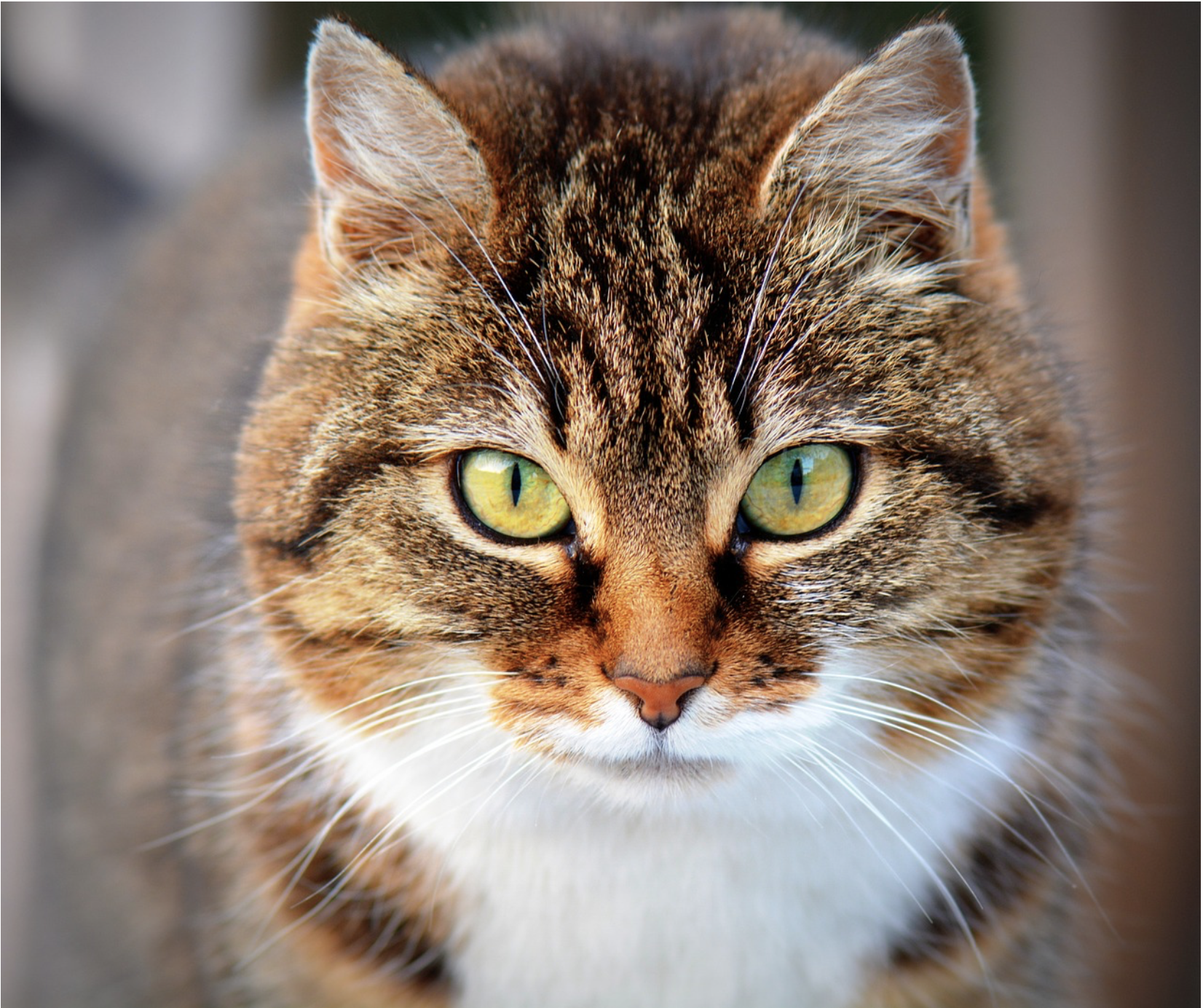 Farbfoto: Katzenkopf von vorne